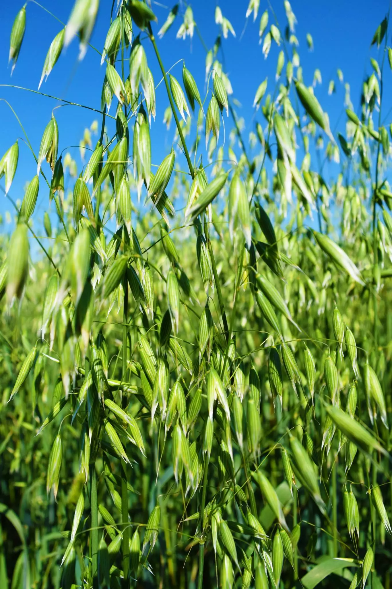 Lawn & Garden Store -Lawn & Garden Store 12496347 933762006730763 3746816464030134600 o